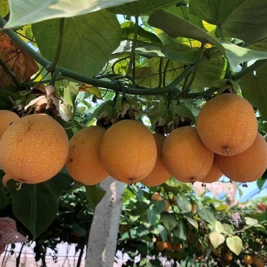 云南西双版纳热情果（果香诱人，清甜多汁）2斤 【顺丰陆运】 商品图10