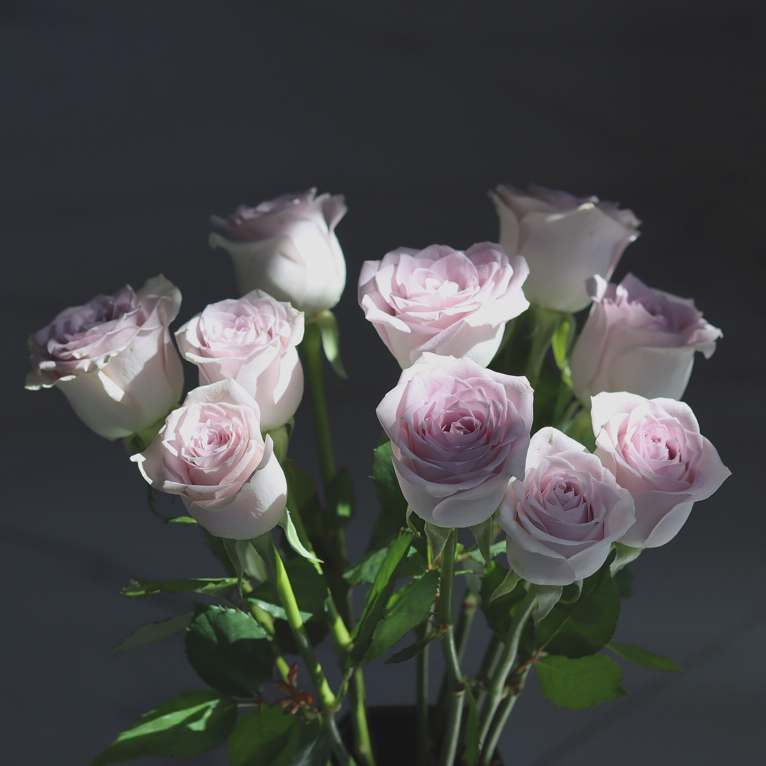 【AB级海洋之歌玫瑰.第二份减10元】10支/份 长约60-65cm