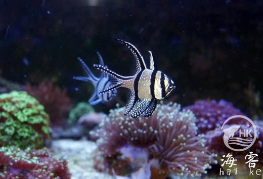 泗水玫瑰（巴黎天使玫瑰） 商品图1