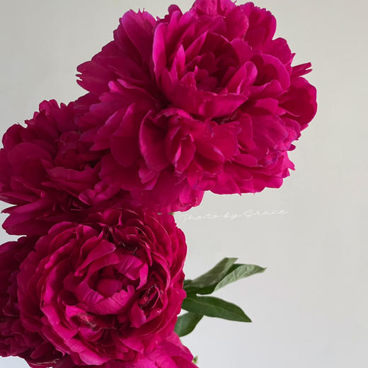 精品芍药花红富士5支 商品图1