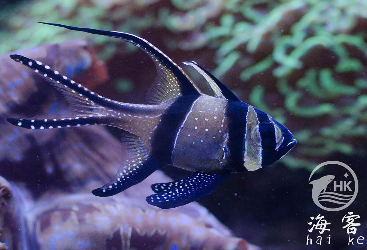 泗水玫瑰（巴黎天使玫瑰）