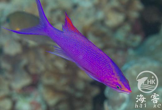 紫后（公） 商品图1