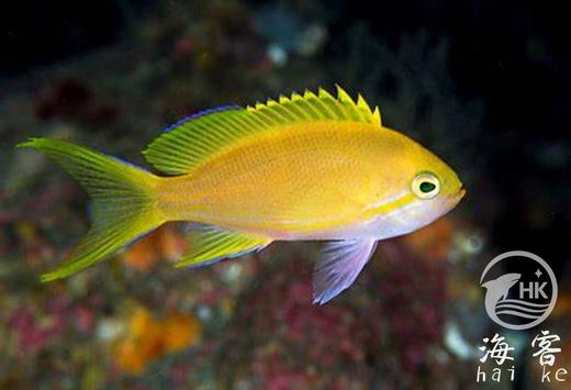 紫印（母） 商品图1