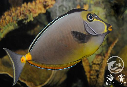 天狗吊 商品图1