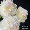 精品羞涩女王芍药花5支 商品缩略图9