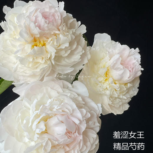 精品羞涩女王芍药花5支 商品图9