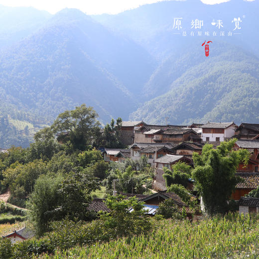 野生铁核桃油/生态橄榄油（成都仓库-顺丰快递）| 500ml/瓶，来自丽江纳西族古村落，生产者：当地村民【合作生产，公平贸易】 商品图9