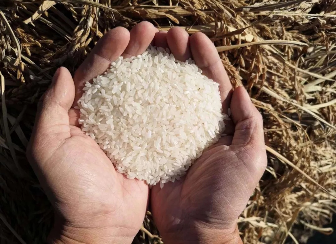 童军生态大米·胚芽米·糙米·五色糙米·老品种大米·香米·糯米