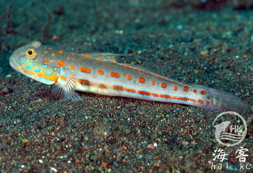 钻石哨兵 商品图4