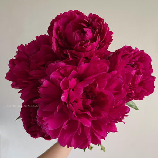 精品芍药花红富士5支 商品图3