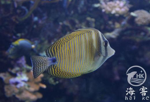 巴东珍珠帆吊 商品图2