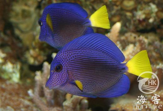 红海紫吊 商品图4