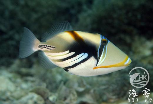 鸳鸯炮弹 商品图1