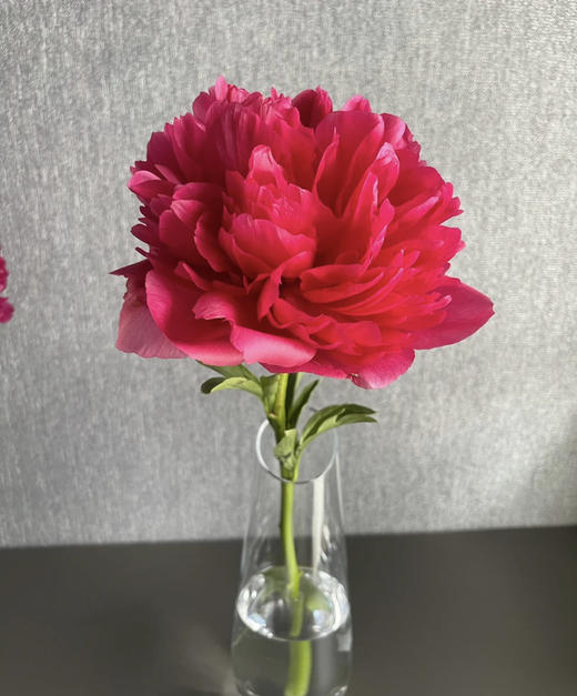 【自由热烈】芍药 -御前表演  5枝（会变色） 商品图1