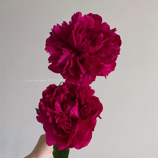 精品芍药花红富士5支 商品图2