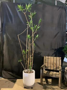 竖纹白水泥盆-金心百合竹