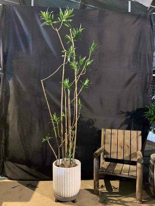 竖纹白水泥盆-金心百合竹 商品图0