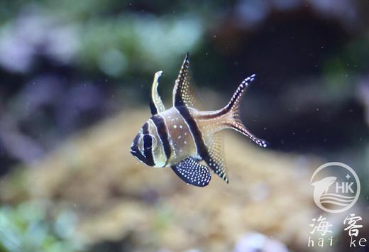 泗水玫瑰（巴黎天使玫瑰） 商品图2