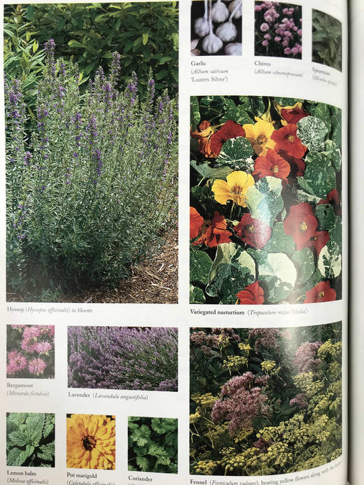 美国园林之书 数千幅插图 精装16开 商品图10