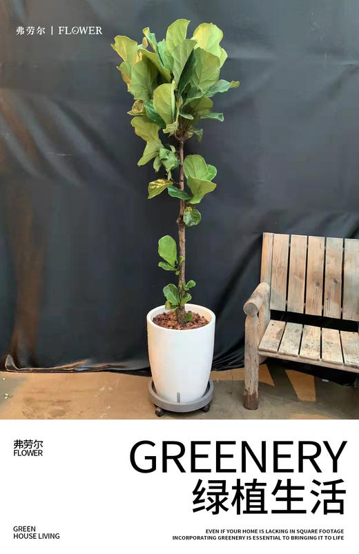 白圆自吸盆—琴叶榕 商品图0