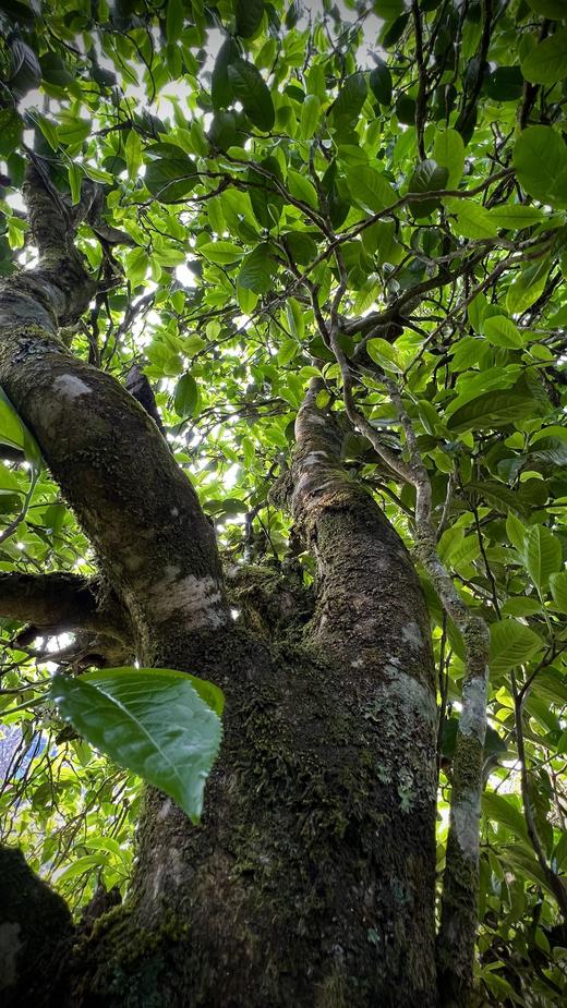 2022【拉祜茶王地块-小荒田】 茶王树级别单株挑采，临沧茶“新贵”，当地重金打造的下一个“冰岛”！ 商品图6