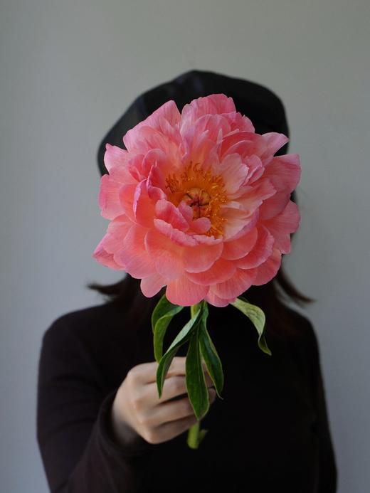 【落日珊瑚芍药】5支/份 买2份减10元 长约45-50cm 商品图12