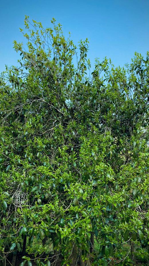 2022【拉祜茶王地块-小荒田】 茶王树级别单株挑采，临沧茶“新贵”，当地重金打造的下一个“冰岛”！ 商品图7