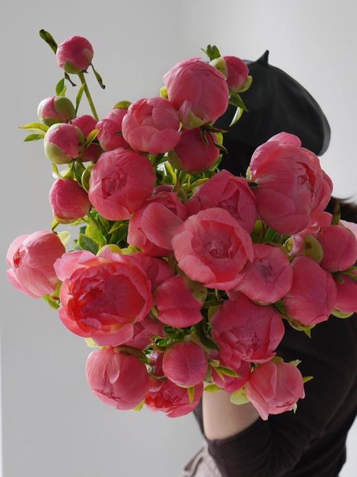 【落日珊瑚芍药】5支/份 买2份减10元 长约45-50cm 商品图14