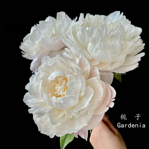 进口品种Gardenia栀子芍药花 商品图0