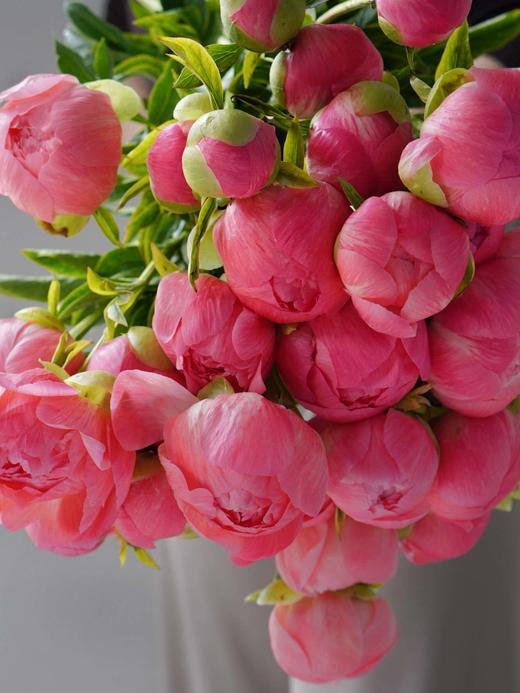 【落日珊瑚芍药】5支/份 买2份减10元 长约45-50cm 商品图11