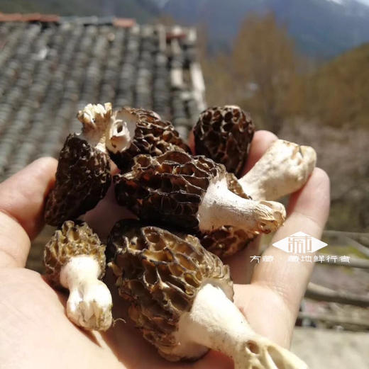 野生羊肚菌干品（去脚）｜藏地干货 精心挑选，自然晒干，营养丰富 商品图1