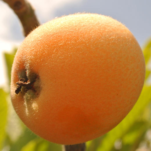 金衣枇杷 500g/份 商品图2