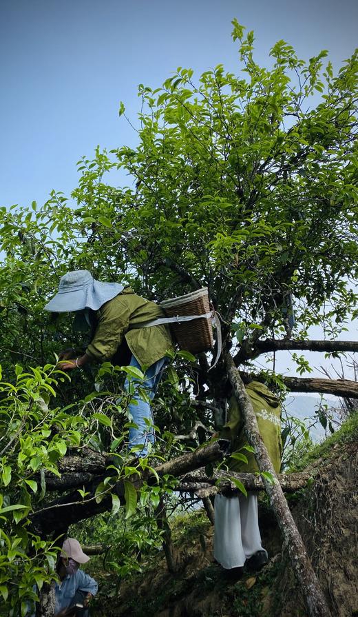 2022【拉祜茶王地块-小荒田】 茶王树级别单株挑采，临沧茶“新贵”，当地重金打造的下一个“冰岛”！ 商品图8