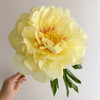 芭茨拉伊藤牡丹花黄色东方金5支 商品缩略图1