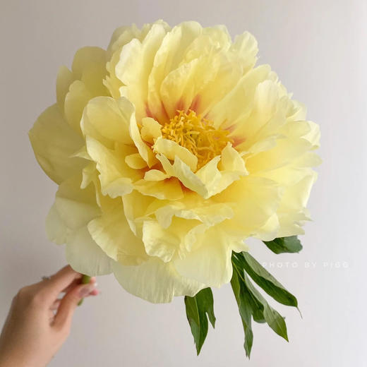 芭茨拉伊藤牡丹花黄色东方金5支 商品图1