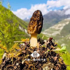 野生羊肚菌干品（去脚）｜藏地干货 精心挑选，自然晒干，营养丰富