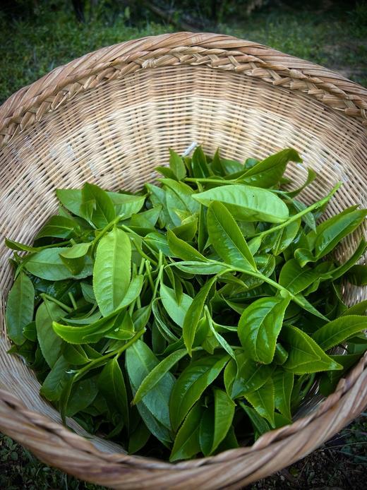 2022【拉祜茶王地块-小荒田】 茶王树级别单株挑采，临沧茶“新贵”，当地重金打造的下一个“冰岛”！ 商品图10