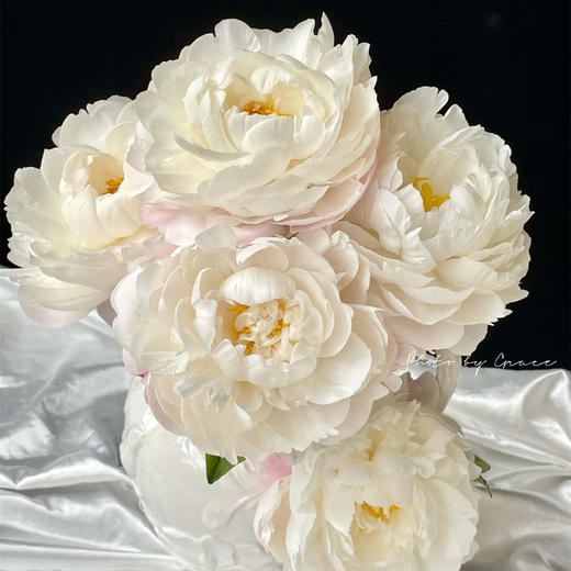 进口品种Gardenia栀子芍药花 商品图2