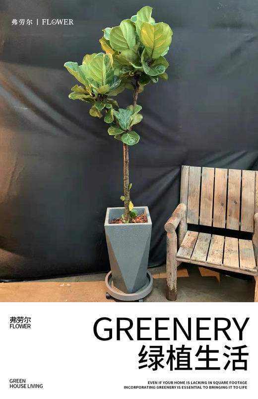 灰多边自吸盆—琴叶榕 商品图0