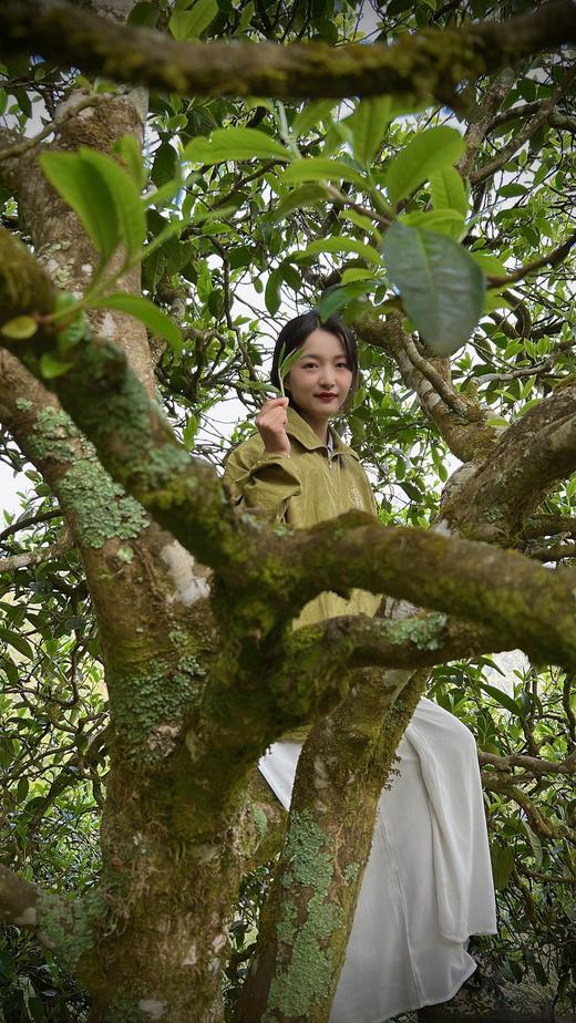 2022【拉祜茶王地块-小荒田】 茶王树级别单株挑采，临沧茶“新贵”，当地重金打造的下一个“冰岛”！ 商品图3