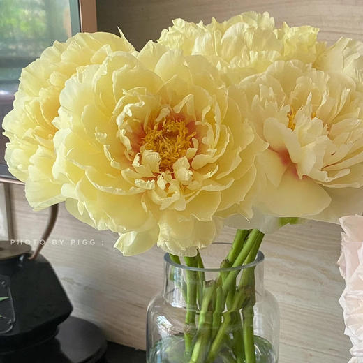 芭茨拉伊藤牡丹花黄色东方金5支 商品图2