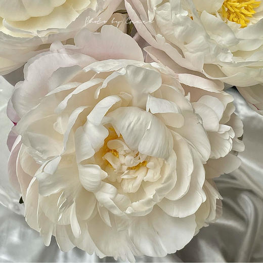 进口品种Gardenia栀子芍药花 商品图3