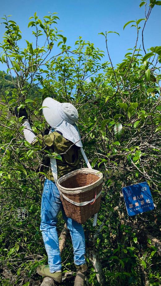 2022【拉祜茶王地块-小荒田】 茶王树级别单株挑采，临沧茶“新贵”，当地重金打造的下一个“冰岛”！ 商品图9