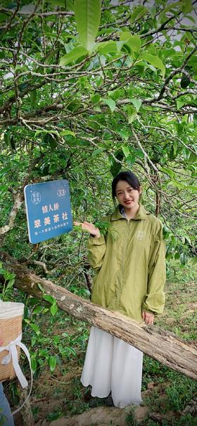 2022【拉祜茶王地块-小荒田】 茶王树级别单株挑采，临沧茶“新贵”，当地重金打造的下一个“冰岛”！