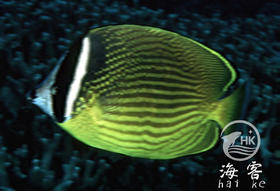 黑头蝶