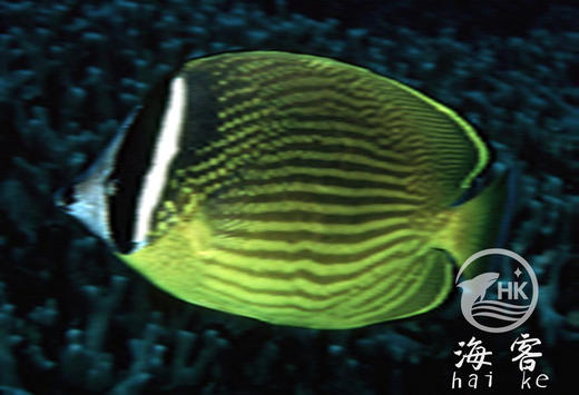 黑头蝶 商品图0