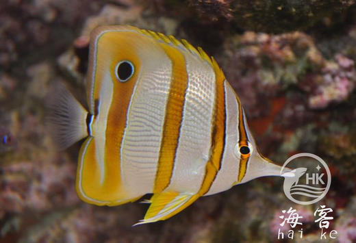 三间火箭 商品图0