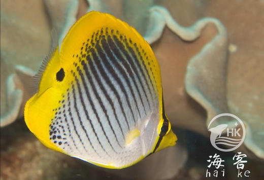 太阳蝶 商品图1