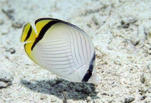 假人字蝶 商品图5