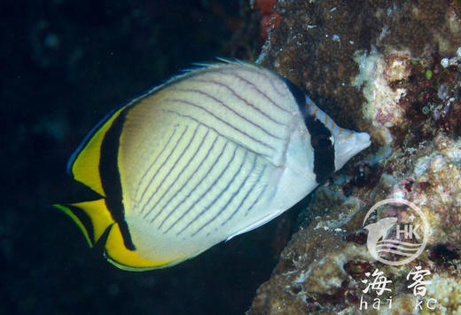 假人字蝶 商品图2